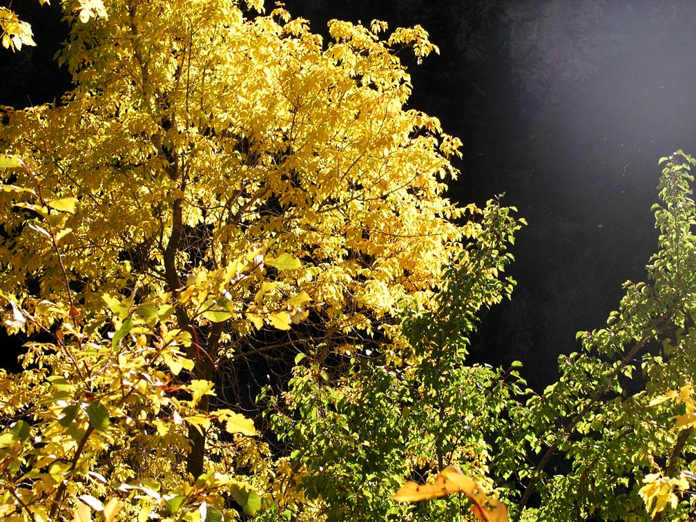 Grizzly Creek Rest Area Fall Color.